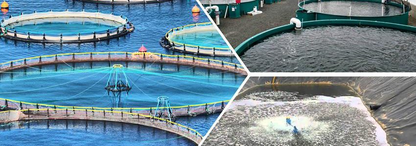 الإستزراع المائى