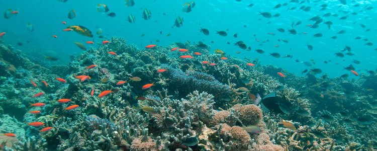 البيئة المائية2