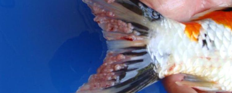 مرض جدري الكارب (Carp Pox)